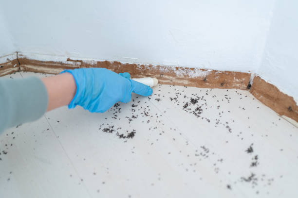Best Pest Prevention Services  in Rocky Top, TN